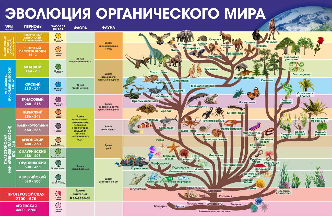 Информация стенд Эволюция органического мира купить в Бузулуке